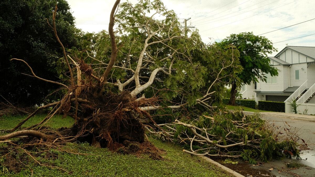 A large tree uprooted by a storm, its root ball torn up beside a lawn and a house
