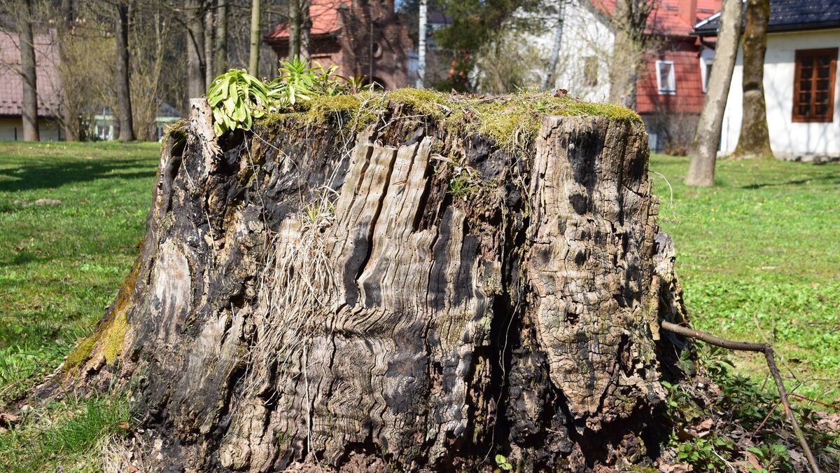 A large, weathered tree stump sitting in a grassy yard in front of houses