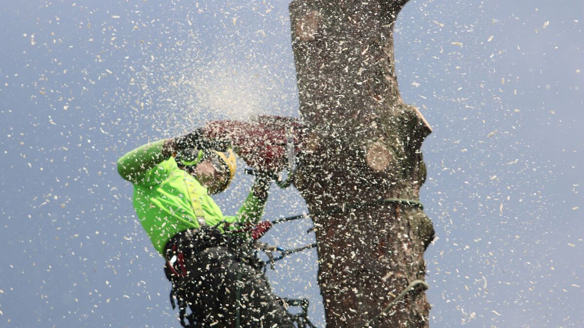 A climber in a high-visibility shirt roped to a tall trunk, cutting it down in sections as sawdust flies