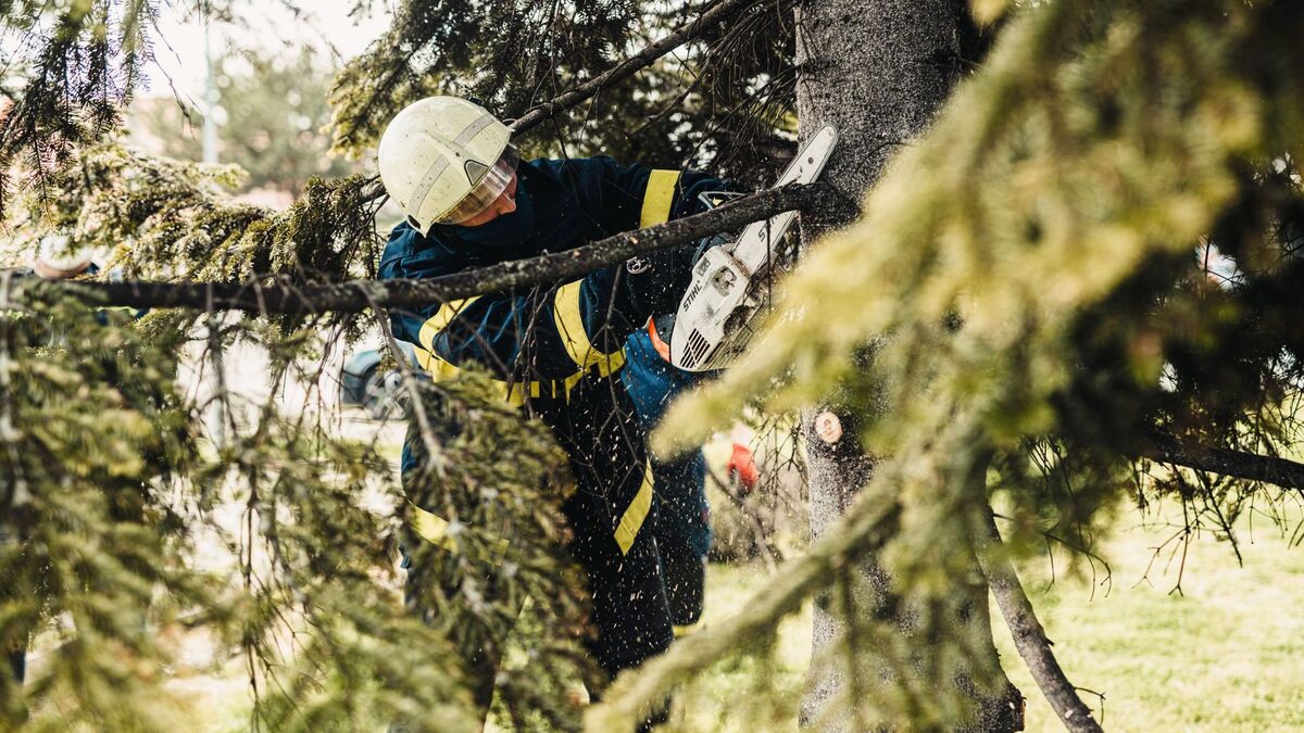A tree worker in a helmet working among the branches of a tall evergreen
